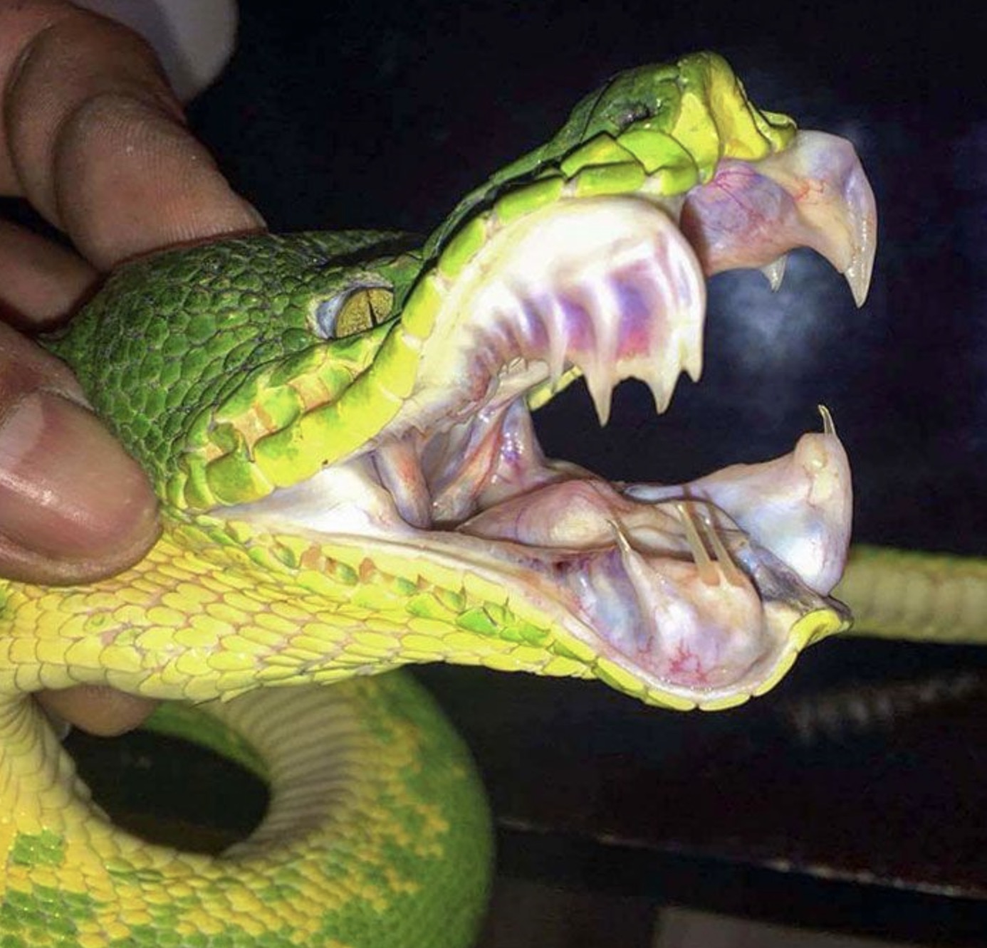 emerald tree boa teeth